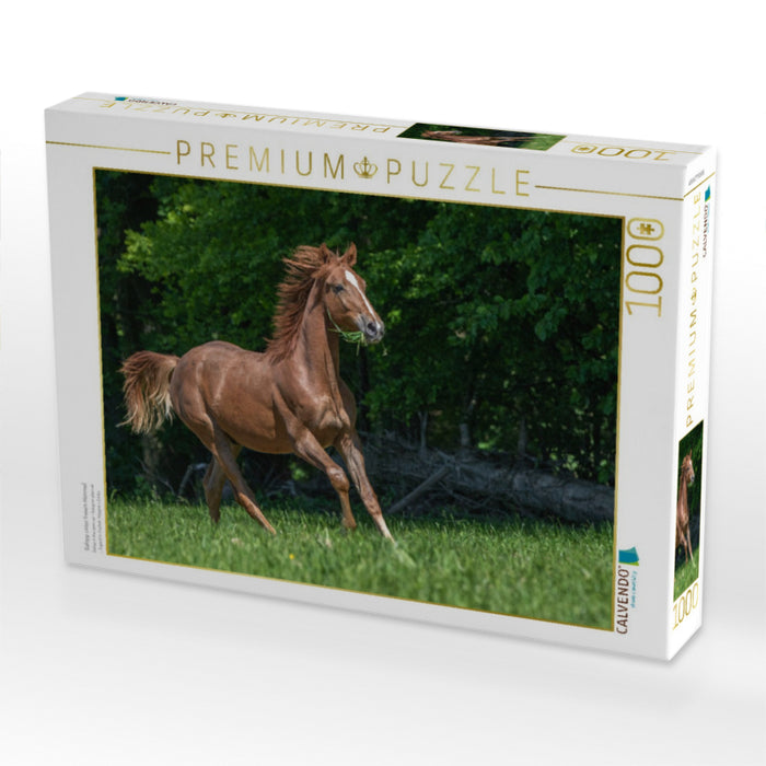 Galopp unter freiem Himmel - CALVENDO Foto-Puzzle'