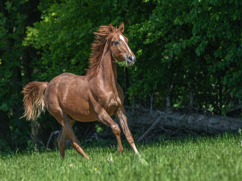 Galopp unter freiem Himmel - CALVENDO Foto-Puzzle'