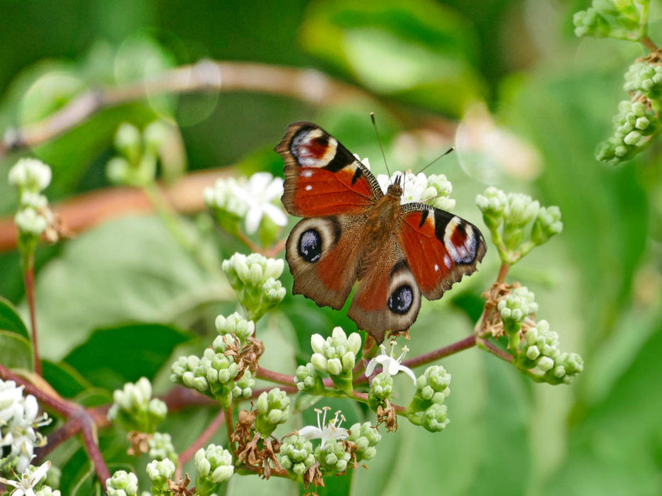 Tagpfauenauge an 7-Söhne-des-Himmels Blüten - CALVENDO Foto-Puzzle'