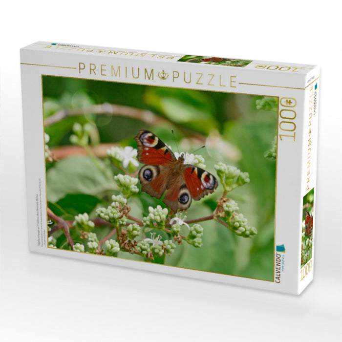 Tagpfauenauge an 7-Söhne-des-Himmels Blüten - CALVENDO Foto-Puzzle'