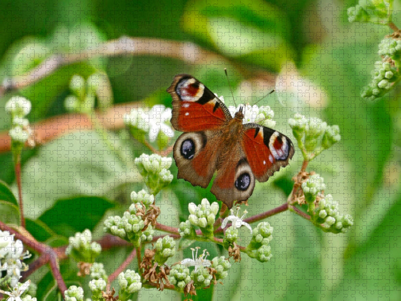 Tagpfauenauge an 7-Söhne-des-Himmels Blüten - CALVENDO Foto-Puzzle'