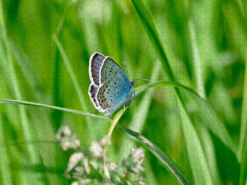 Ein Motiv aus dem Kalender Fauna trifft Flora - Tierischer Besuch im Pflanzenreich - CALVENDO Foto-Puzzle'