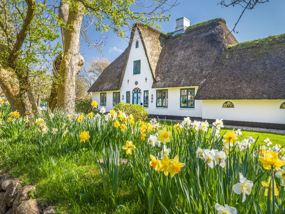 Historisches Reetdachhaus mit Osterglocken auf Sylt - CALVENDO Foto-Puzzle'