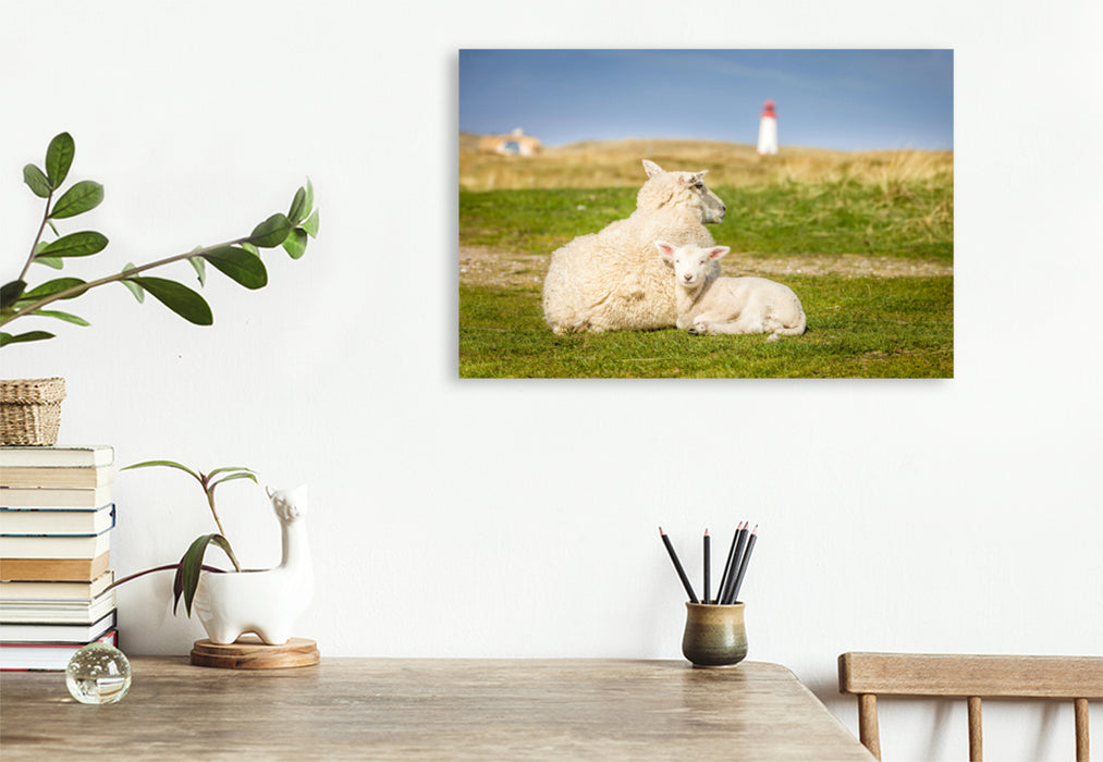 Premium textile canvas Premium textile canvas 120 cm x 80 cm across Sheep in the Ellenbogen nature reserve on Sylt 