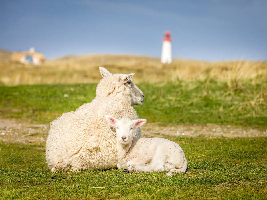 Schafe im Naturschutzgebiet Ellenbogen auf Sylt - CALVENDO Foto-Puzzle'