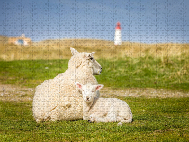 Schafe im Naturschutzgebiet Ellenbogen auf Sylt - CALVENDO Foto-Puzzle'