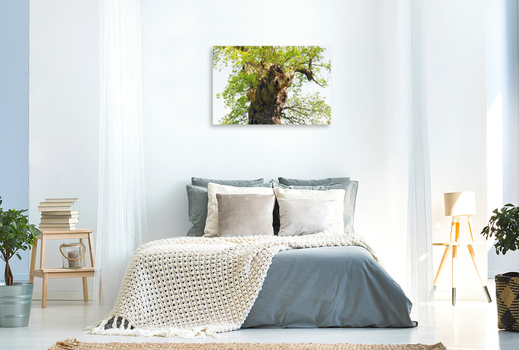 Premium Textil-Leinwand Premium Textil-Leinwand 120 cm x 80 cm quer Alter Baum mit Charakter