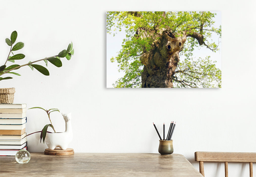 Premium textile canvas Premium textile canvas 120 cm x 80 cm landscape Old tree with character 
