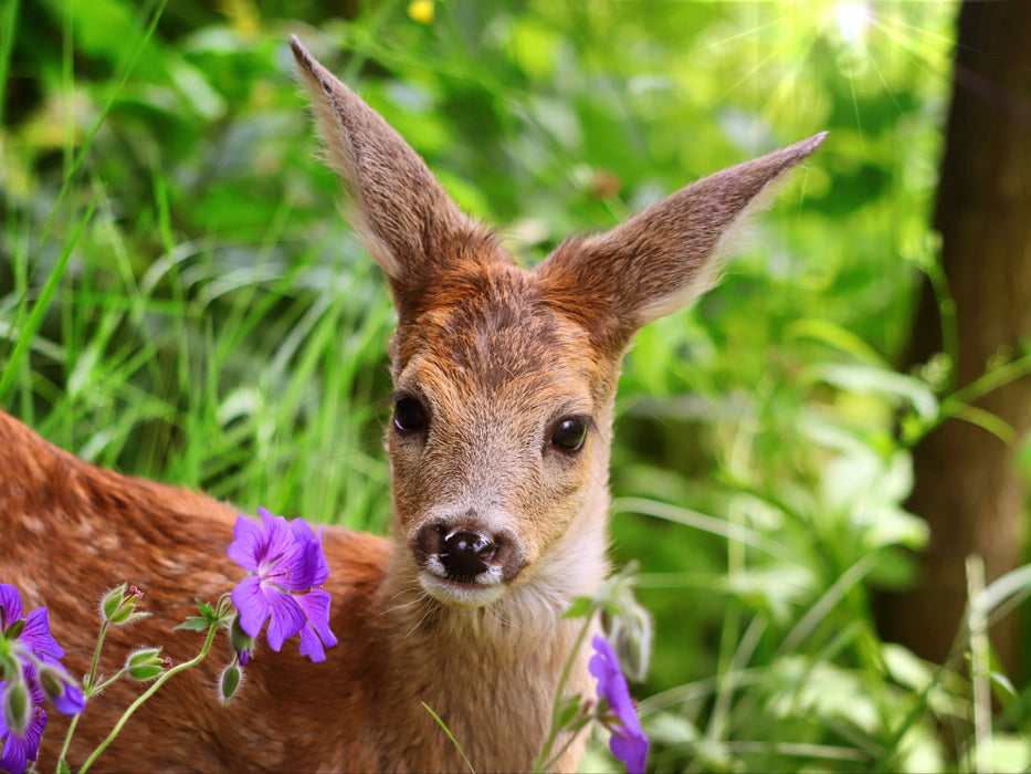 Fawn with purple flowers - CALVENDO photo puzzle 