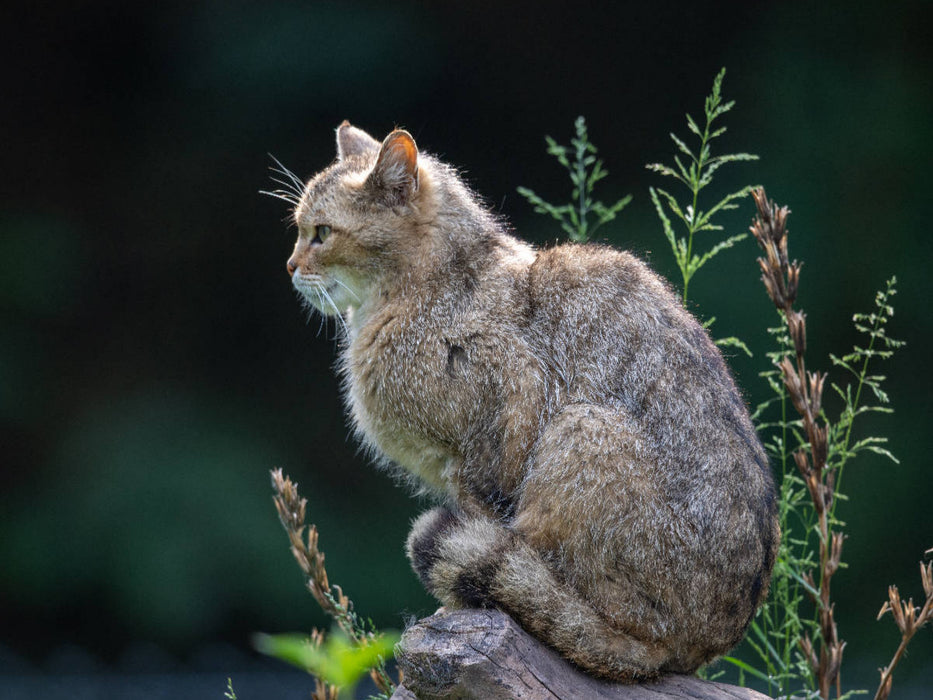 Eleganz und Schönheit - die Wildkatze. - CALVENDO Foto-Puzzle'