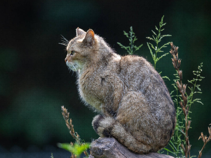 Eleganz und Schönheit - die Wildkatze. - CALVENDO Foto-Puzzle'