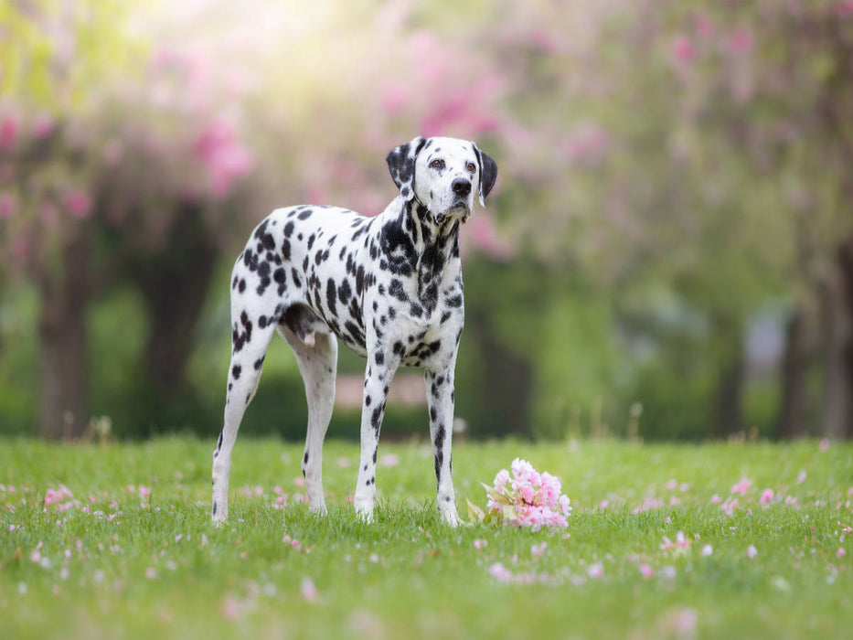 Dalmatiner im Frühling - CALVENDO Foto-Puzzle'