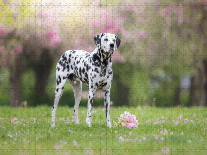 Dalmatiner im Frühling - CALVENDO Foto-Puzzle'