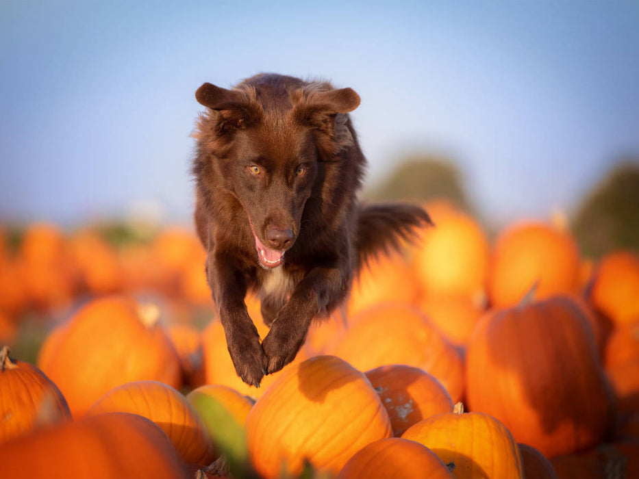 Australian Shepherd - CALVENDO Foto-Puzzle'
