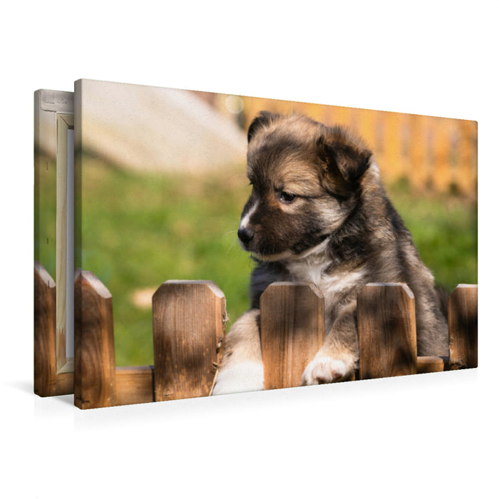 Premium Textil-Leinwand Welpe 2 - Islandhund