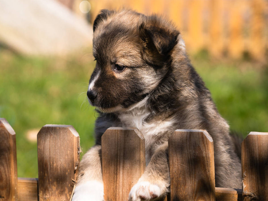 Welpe 2 - Islandhund - CALVENDO Foto-Puzzle'