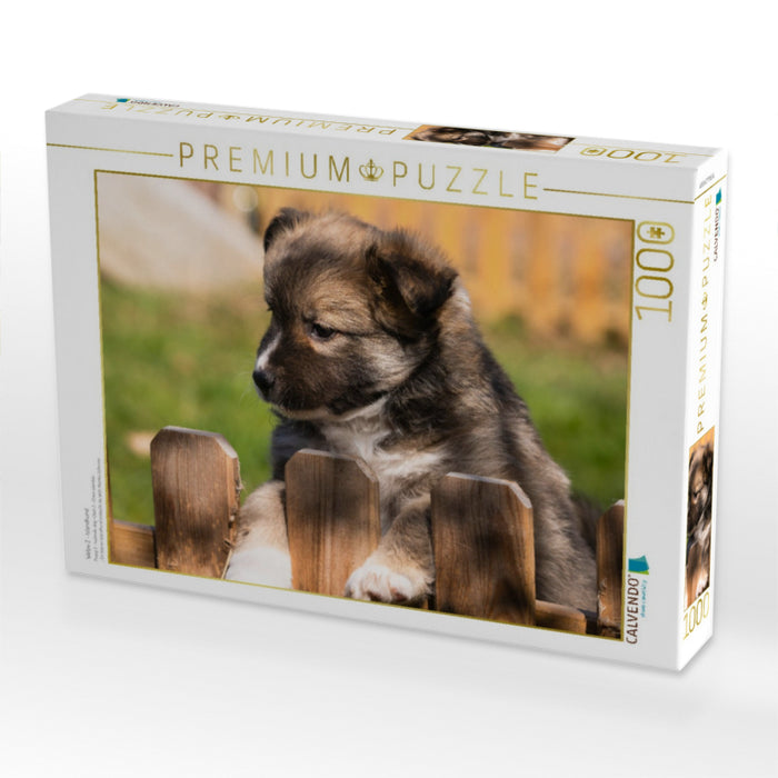 Welpe 2 - Islandhund - CALVENDO Foto-Puzzle'