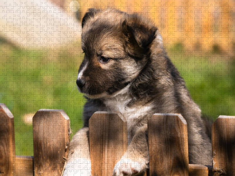 Welpe 2 - Islandhund - CALVENDO Foto-Puzzle'