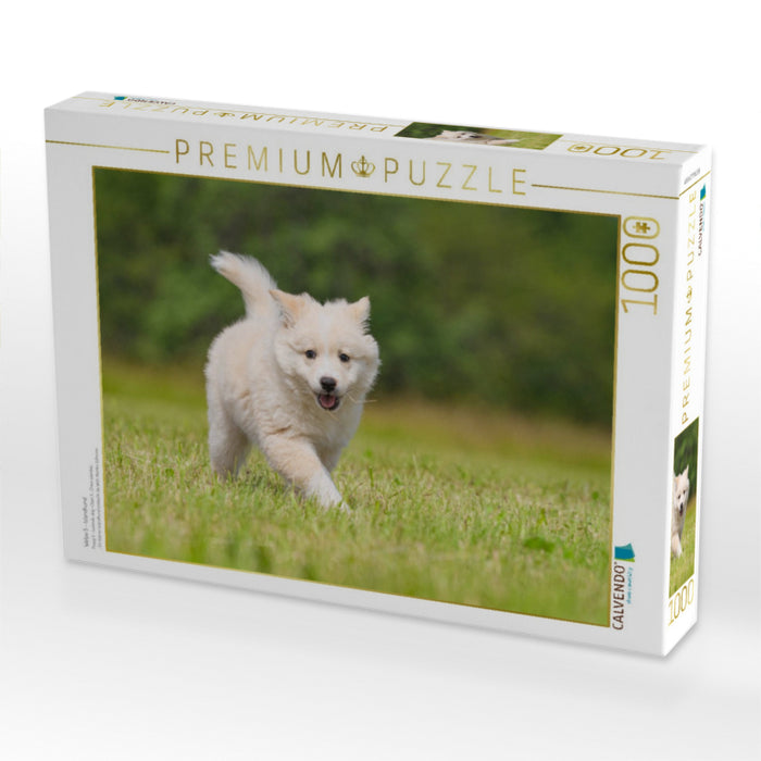 Welpe 5 - Islandhund - CALVENDO Foto-Puzzle'