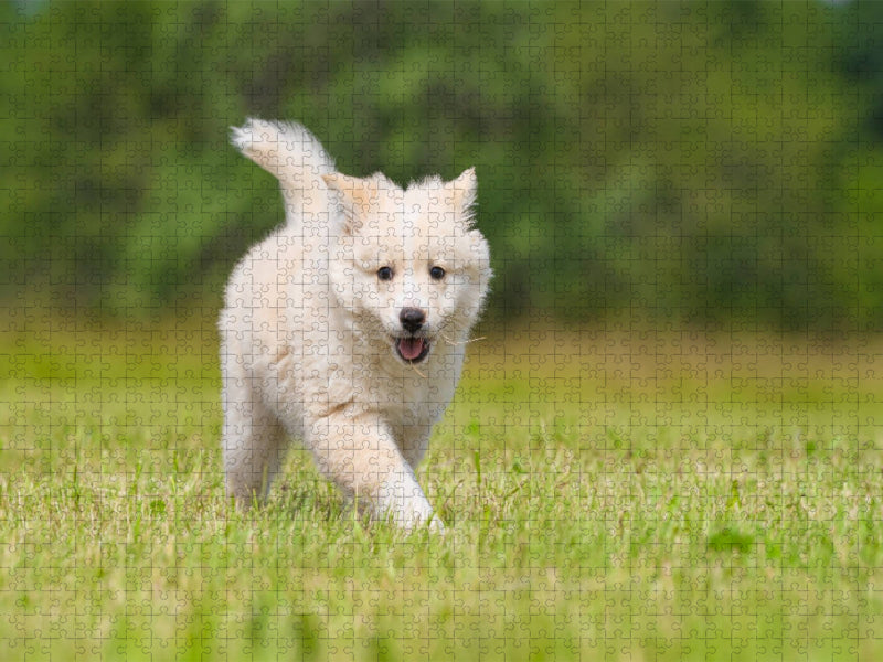 Welpe 5 - Islandhund - CALVENDO Foto-Puzzle'
