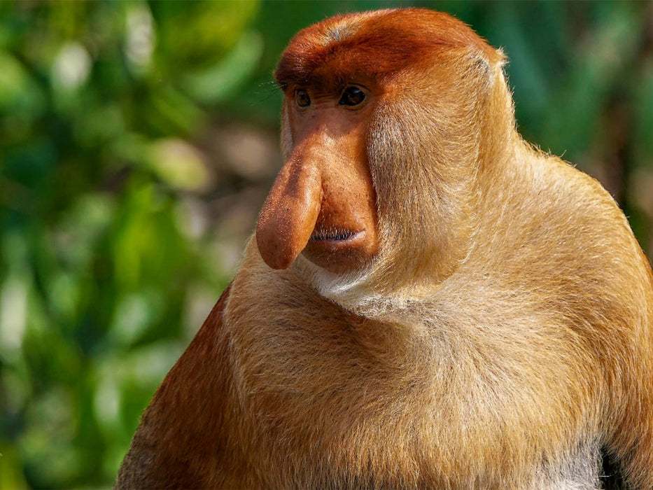 Das Alpha-Männchen hat mit seiner Riesennase die besten Chancen bei den Weibchen - CALVENDO Foto-Puzzle'