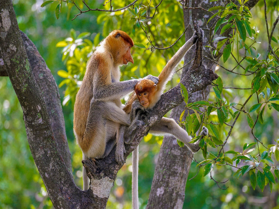 Mama betreibt Fellpflege bei ihrem Nachwuchs - CALVENDO Foto-Puzzle'