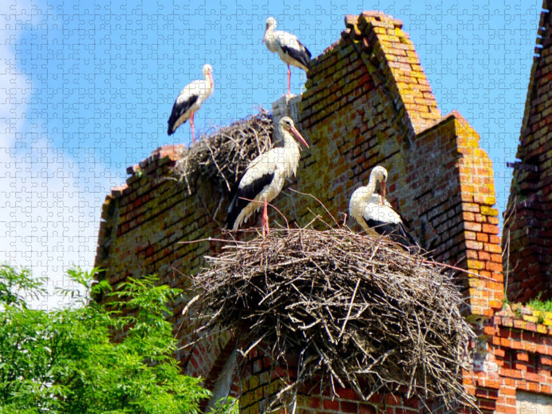 Störche auf der Kirchenruine von Kraupischken - CALVENDO Foto-Puzzle'