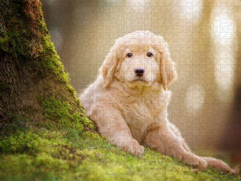 Hovawart Welpe - CALVENDO Foto-Puzzle'