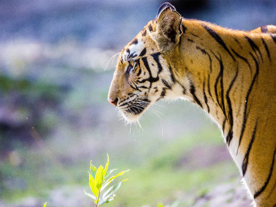 Ein Tiger macht nur bei jedem zehnten Versuch Beute. - CALVENDO Foto-Puzzle'