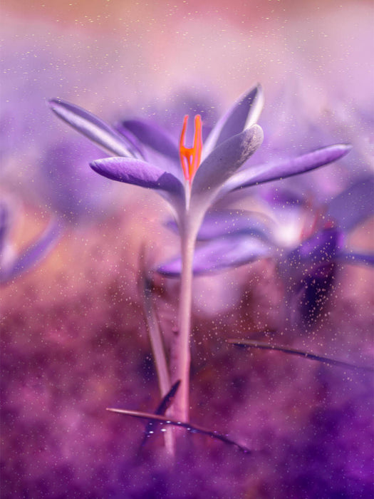 Krokusse - CALVENDO Foto-Puzzle'