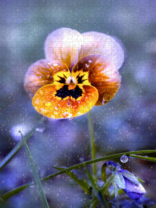 Hornveilchen - CALVENDO Foto-Puzzle'