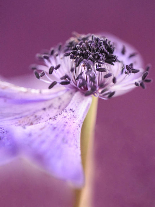 Anemone - CALVENDO Foto-Puzzle'