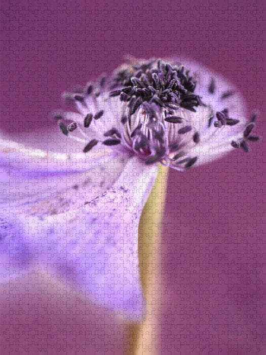 Anemone - CALVENDO Foto-Puzzle'