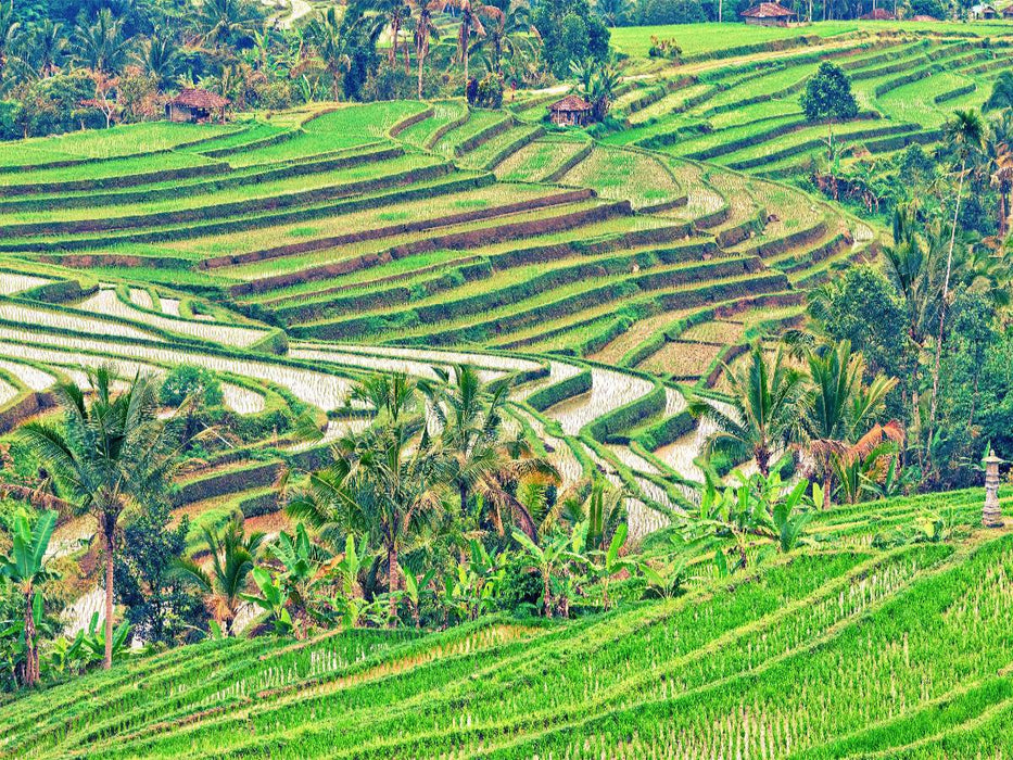 Reisterrassen Bali - CALVENDO Foto-Puzzle'