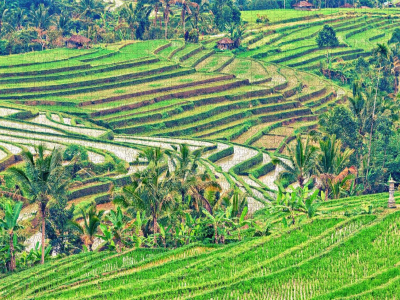 Reisterrassen Bali - CALVENDO Foto-Puzzle'