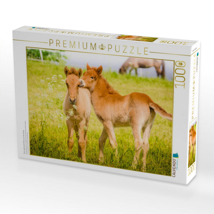 Zwei spielende Fohlen auf der Wiese - CALVENDO Foto-Puzzle'