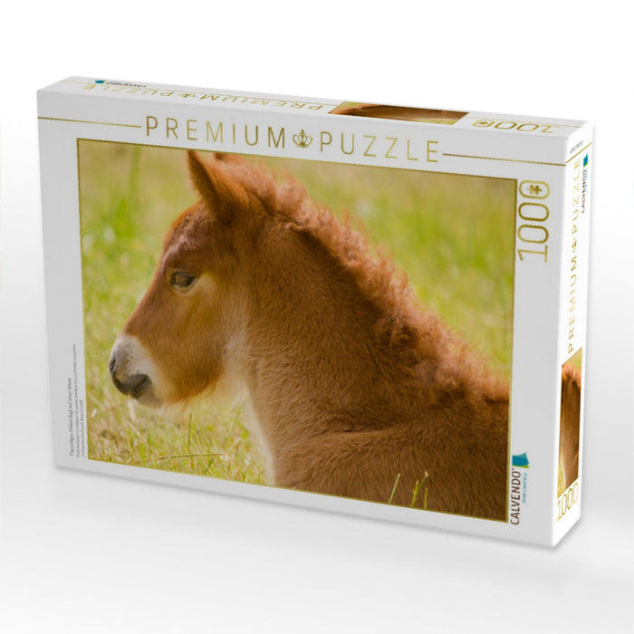 Flauschiges Fohlen liegt auf einer Wiese - CALVENDO Foto-Puzzle'