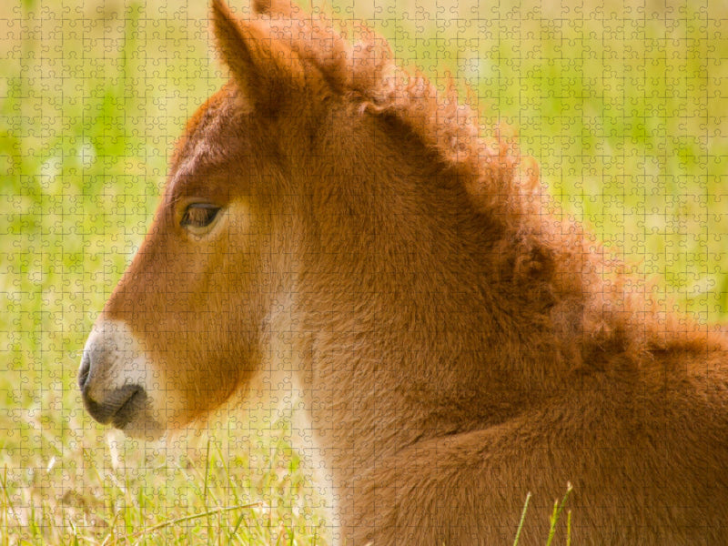 Flauschiges Fohlen liegt auf einer Wiese - CALVENDO Foto-Puzzle'