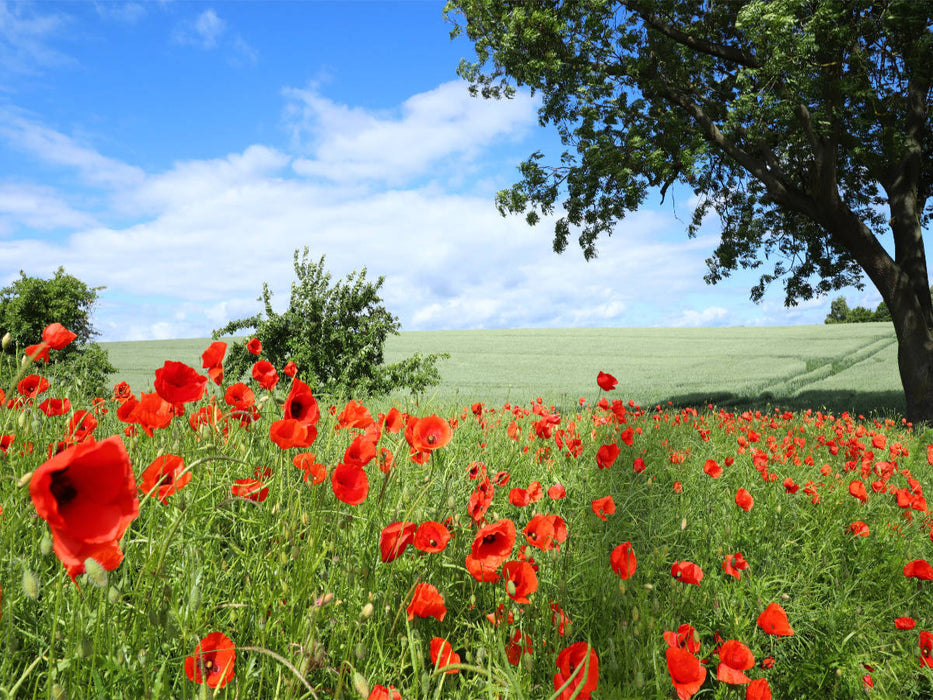 Ein Motiv aus dem Kalender Klatschmohn (Papaver rhoeas) - CALVENDO Foto-Puzzle'