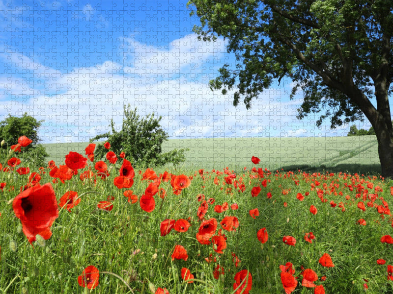 Ein Motiv aus dem Kalender Klatschmohn (Papaver rhoeas) - CALVENDO Foto-Puzzle'