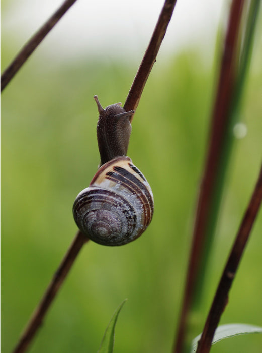 Dark snail on the way up - CALVENDO photo puzzle 