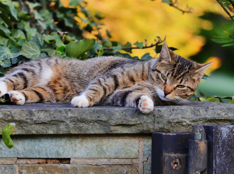 Resting cat - CALVENDO photo puzzle 