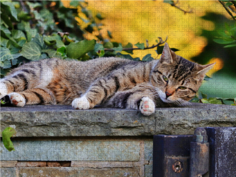 Resting cat - CALVENDO photo puzzle 