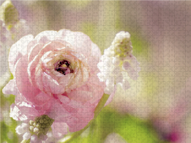 Renoncule délicate en rose - Puzzle photo CALVENDO 