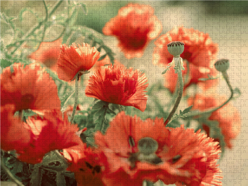 Ein Motiv aus dem Kalender Blüten Symphonien aus den Gärten dieser Erde 2000 Teile Puzzle quer - CALVENDO Foto-Puzzle'