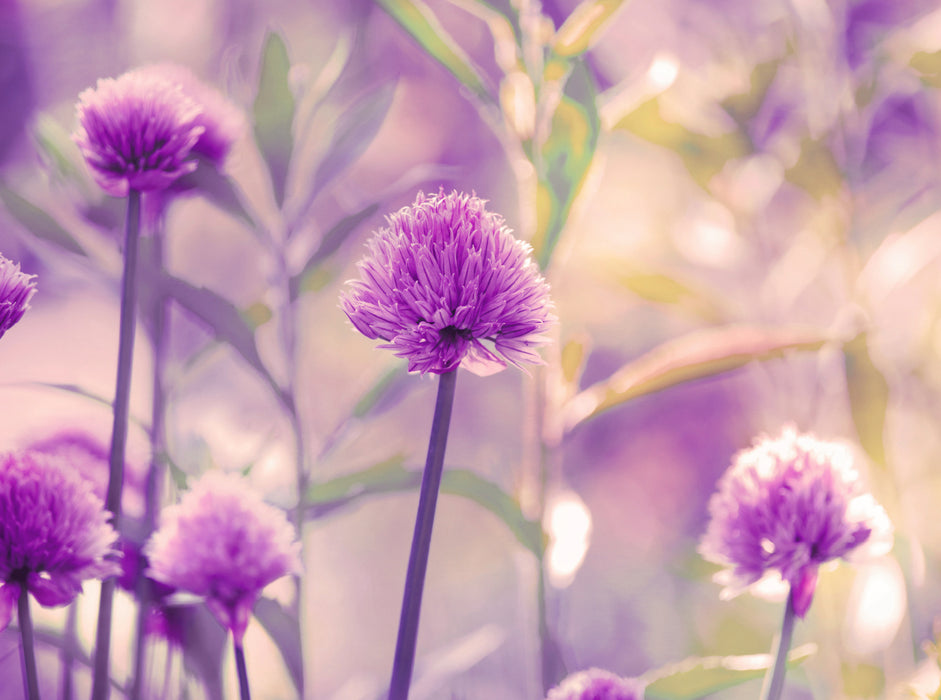 Petit allium en fleur - Puzzle photo CALVENDO 