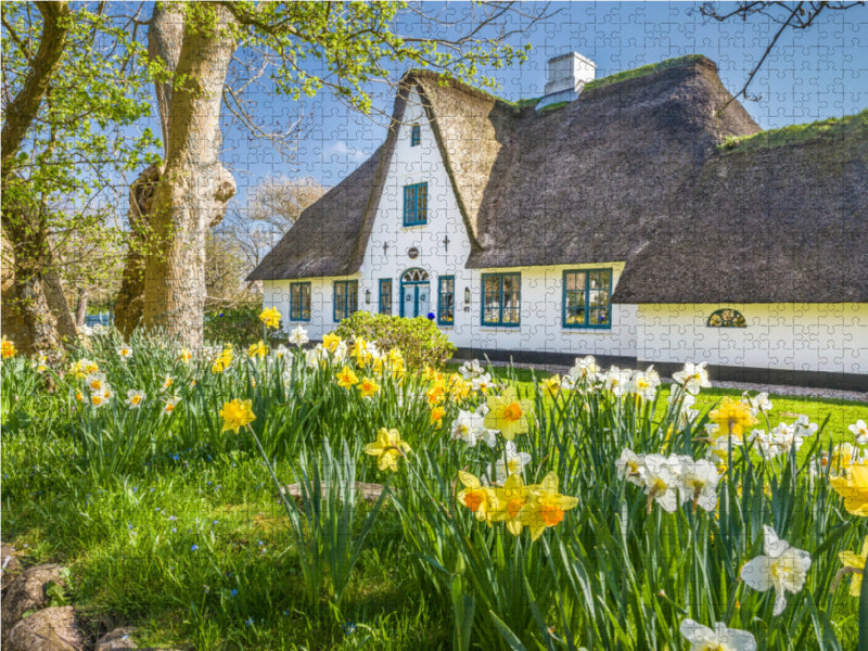 Historisches Reetdachhaus mit Osterglocken auf Sylt 2000 Teile Puzzle quer - CALVENDO Foto-Puzzle'
