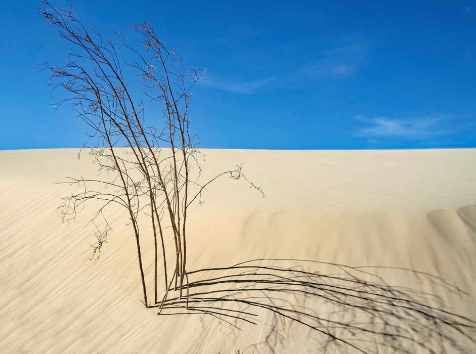 Dried bush - CALVENDO photo puzzle 