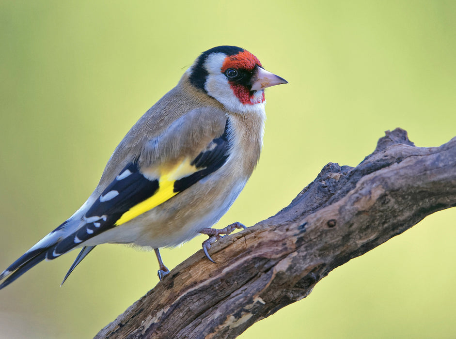 Goldfinch - CALVENDO photo puzzle 