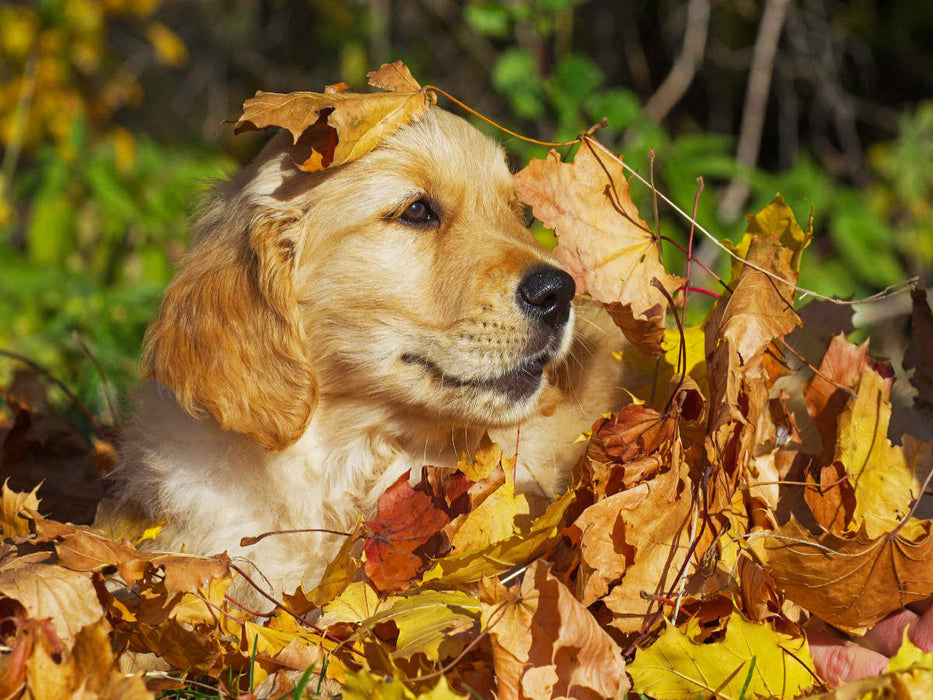 Herbstfarben - CALVENDO Foto-Puzzle'